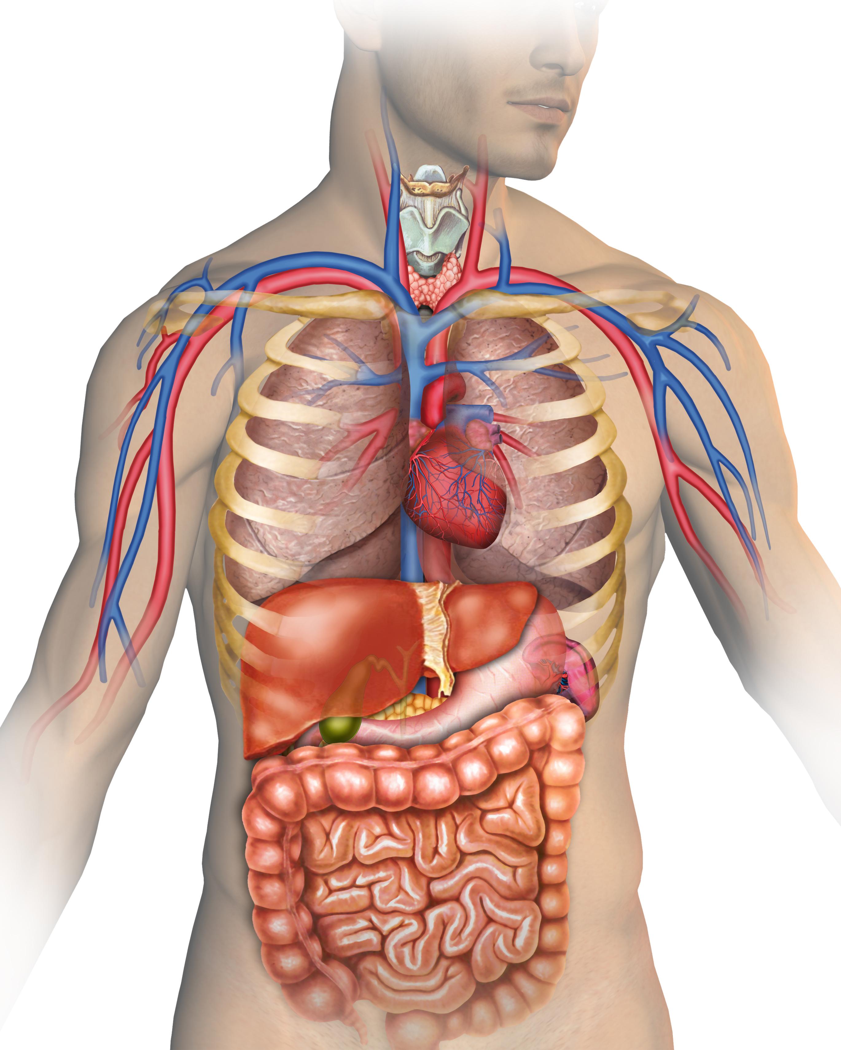 Human Body